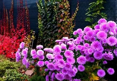 Jadran カルロヴィ・ヴァリ